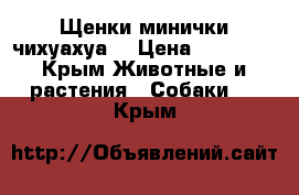 Щенки минички чихуахуа  › Цена ­ 15 000 - Крым Животные и растения » Собаки   . Крым